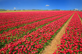 Tulip Garden 3