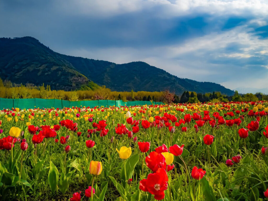 Kashmir Tulip garden - 2