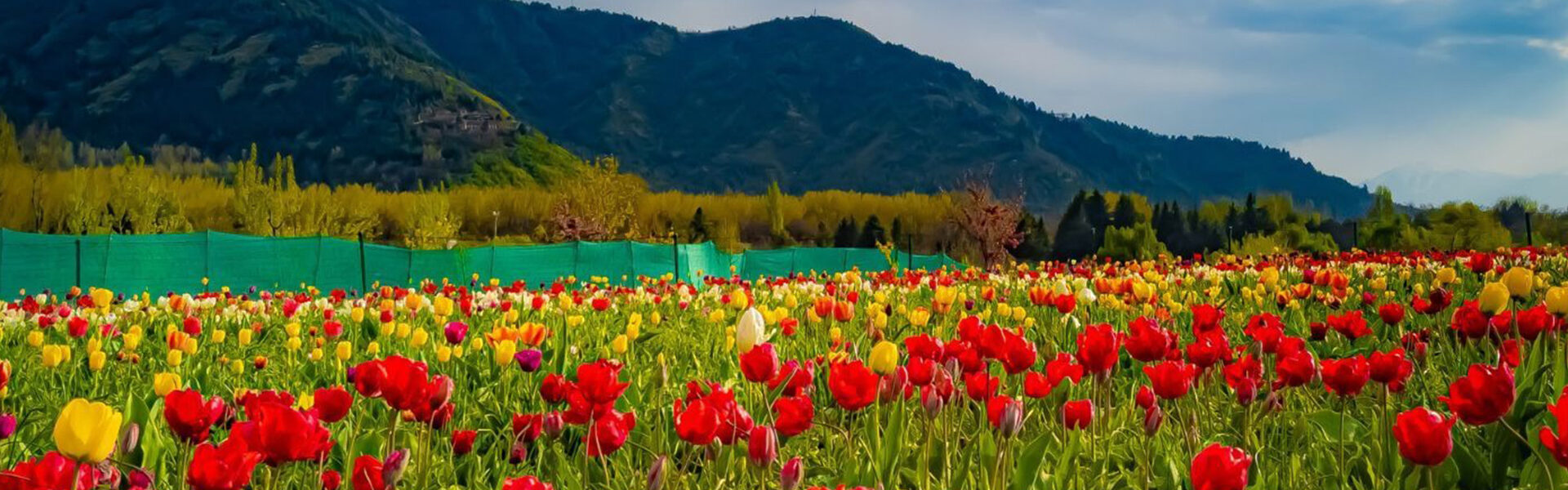 Kashmir Tulip garden - 2