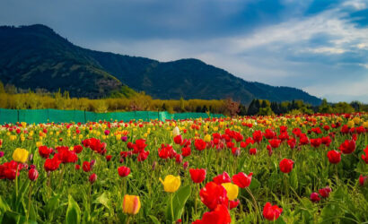 Kashmir Tulip garden - 2