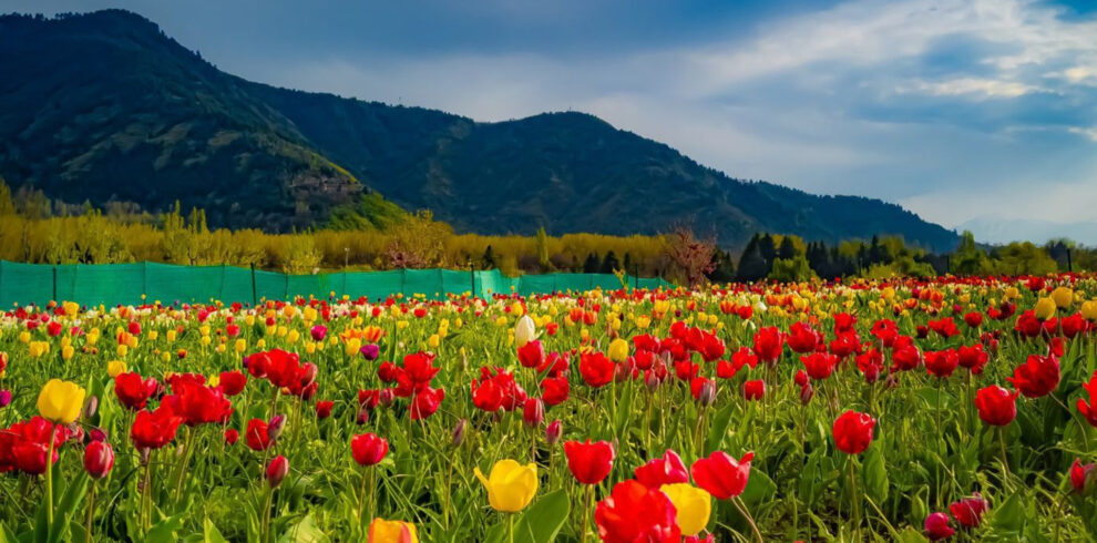 Kashmir Tulip garden - 2